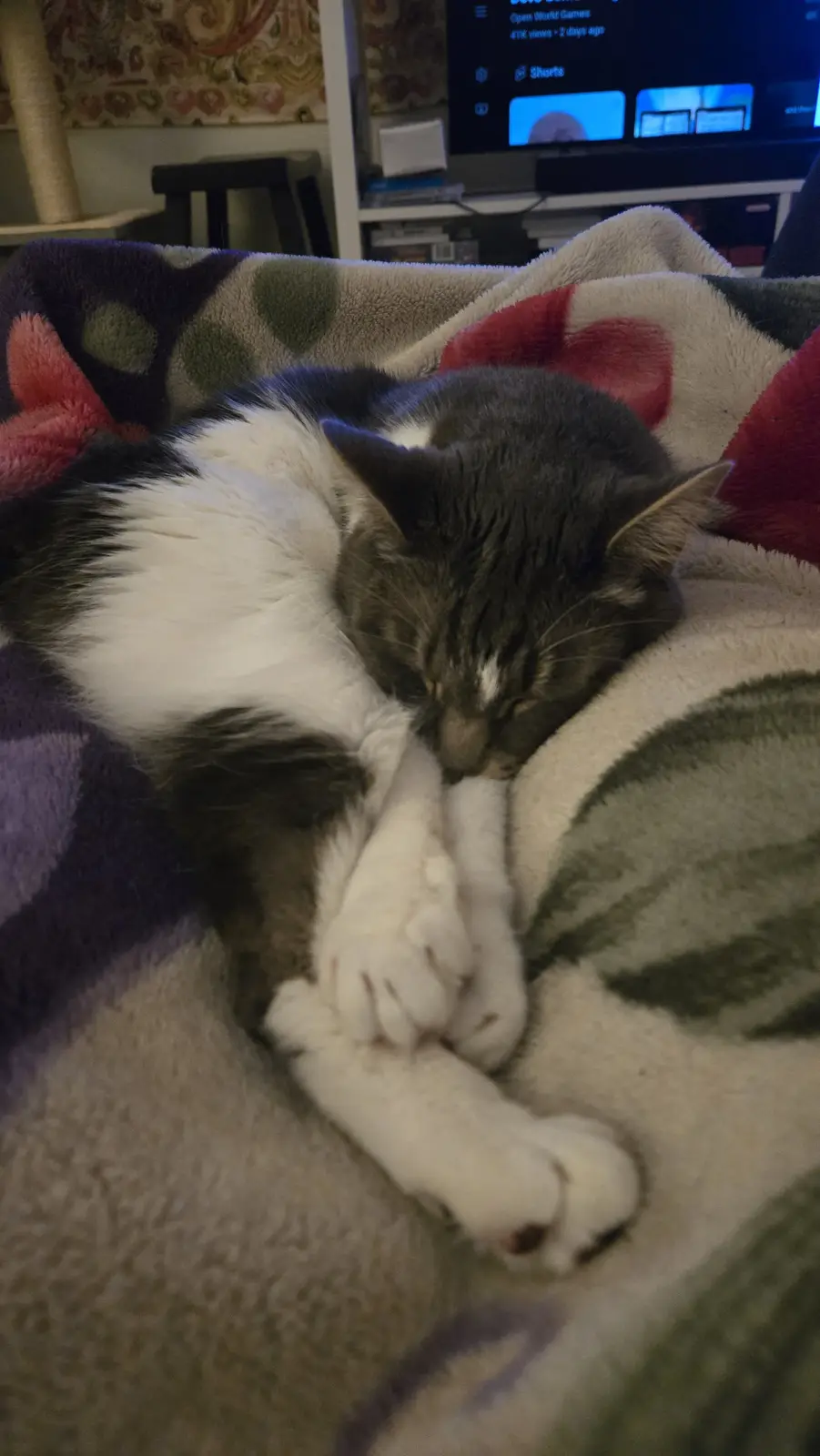 A gray and white cat is curled up asleep on a colorful, fluffy blanket with its paws tucked under its chin. In the…