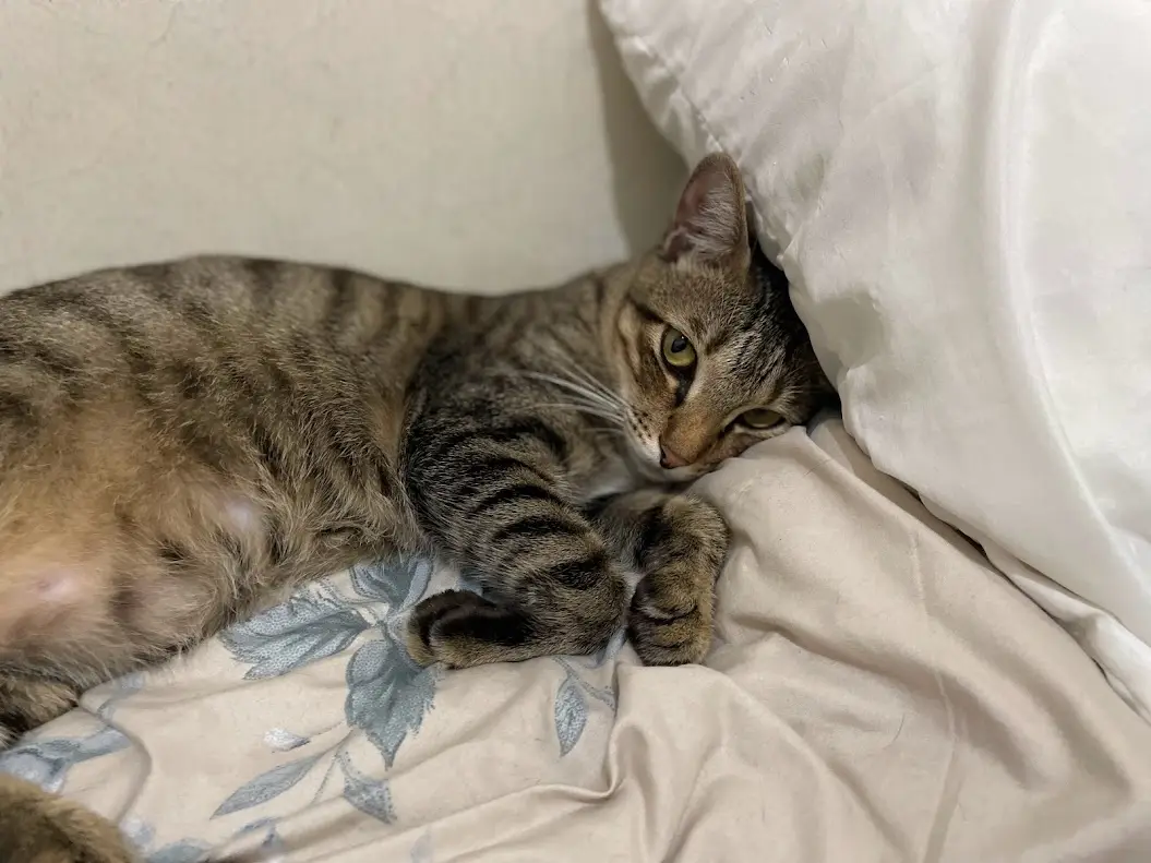 Another Adorable Cat Moment
