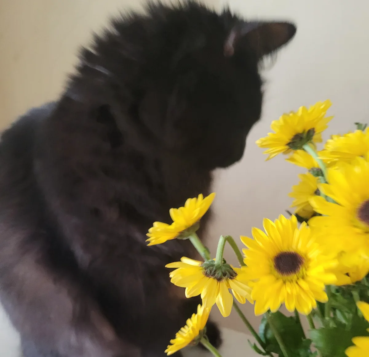 A blurry black cat is seen in profile, appearing to be sniffing or interacting with a bouquet of bright yellow daisies. The…