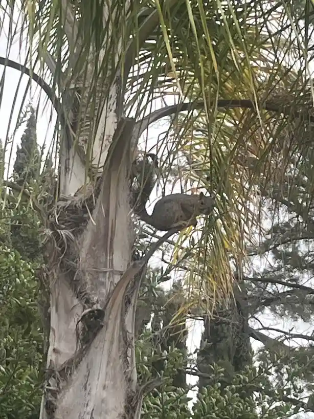 Squirrel Shenanigans: The Cutest Little Acorn Thieves