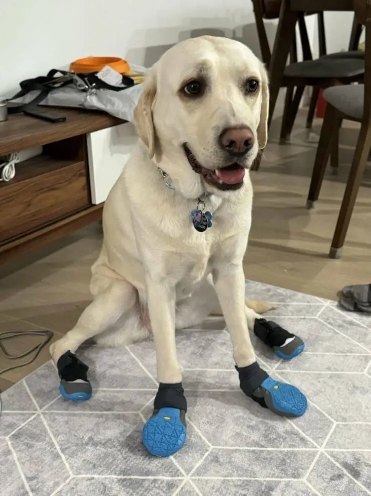 A light-colored Labrador Retriever sits indoors on a gray patterned rug, wearing blue and gray protective booties on all…