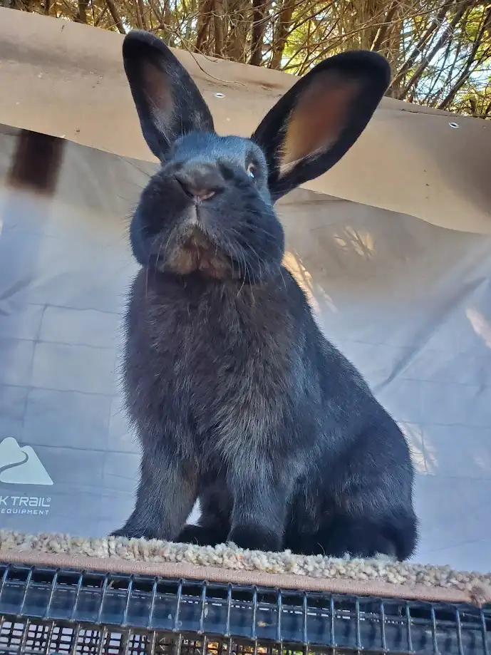 Whispen's Ultimate Rabbit Photo References