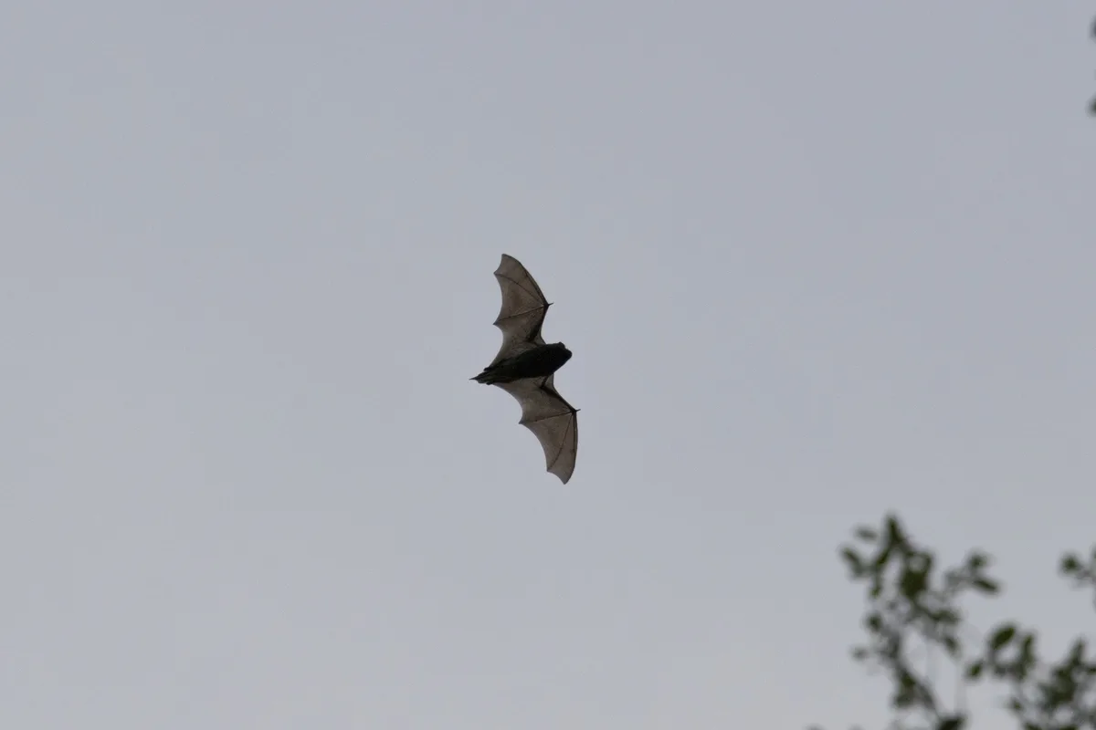 Nature Moment #21: Is it a bird? A plane? Nope, it's Superbat soaring through the skies!