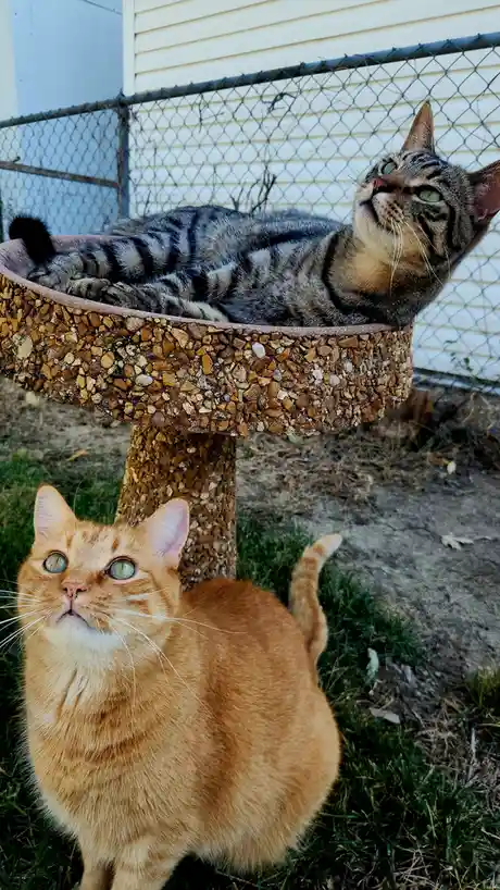 A tabby cat lounges on a raised, pebble-covered cat bed outdoors, looking upward with a smug expression. Below it, an orange…
