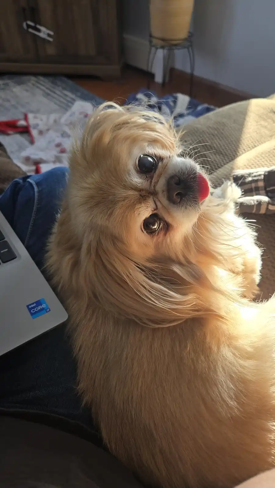 A small, fluffy, light-brown dog with large dark eyes and a slightly protruding tongue lies on a person's lap next to a…