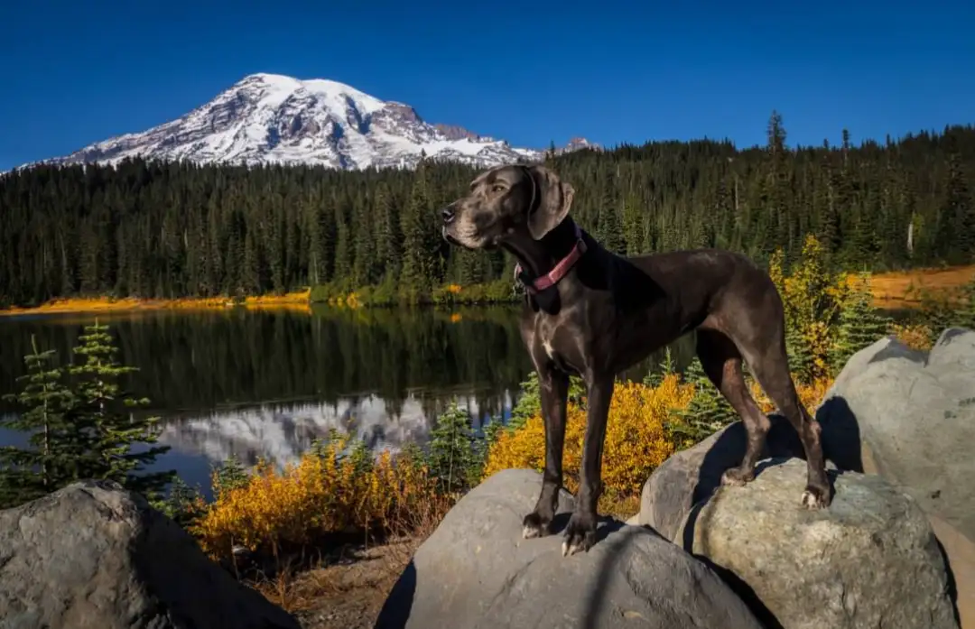 A large dark brown dog with a pink collar stands on rocks overlooking a lake with a snow-capped mountain in the background…