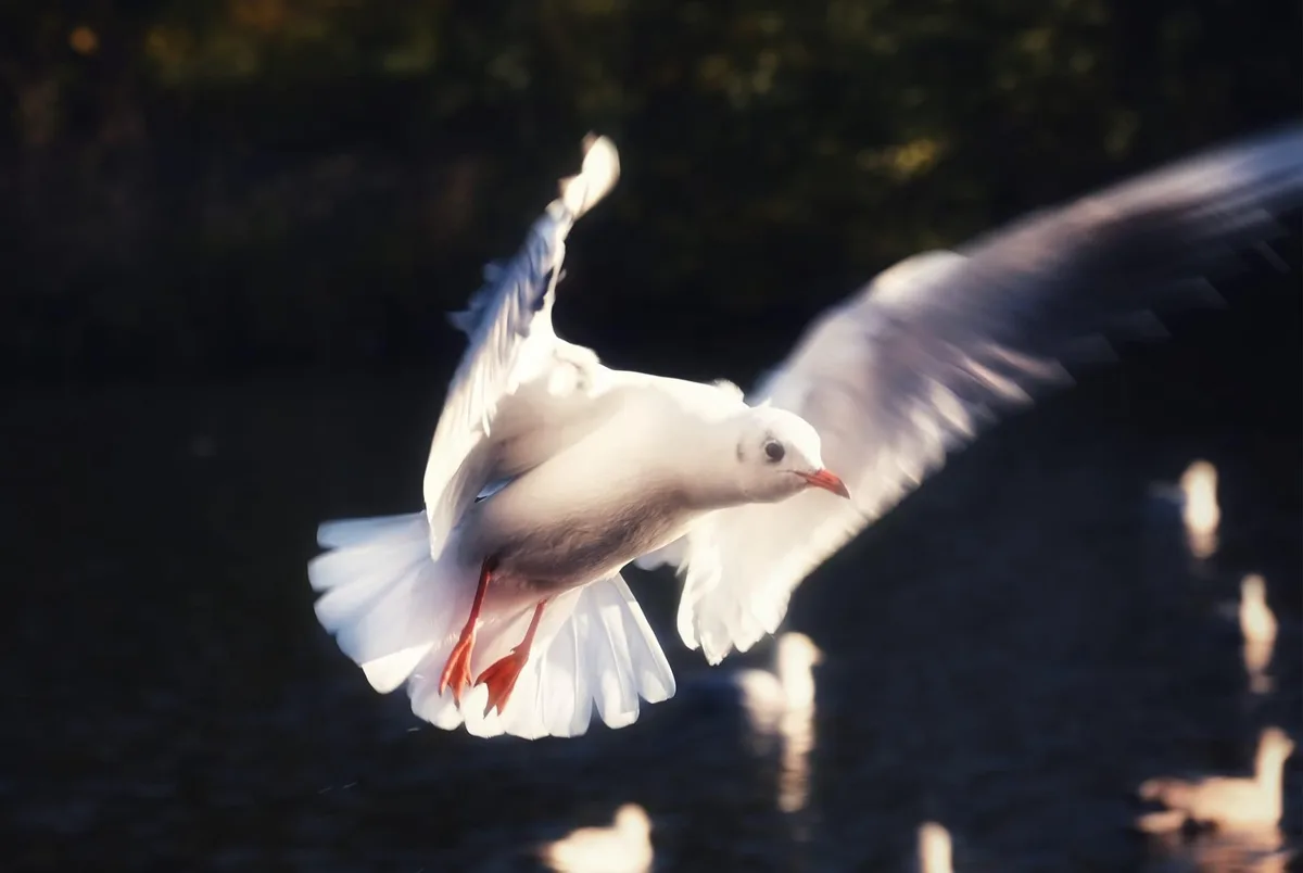 A white seagull is captured mid-flight over dark water, wings blurred from motion, with its red beak and legs visible…