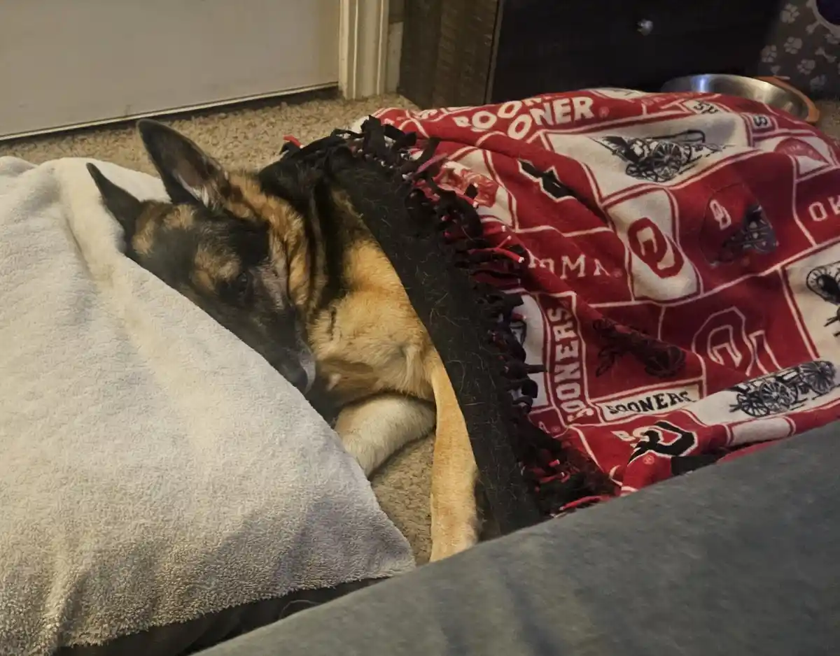 A german shepherd dog is lying down, partially covered by a grey blanket and a red and white 'Sooners' themed blanket. The…