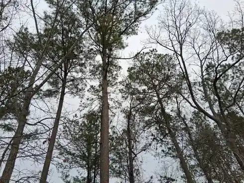 A low-angle photo shows tall pine trees with some bare branches against an overcast sky. The image has text overlaid that…