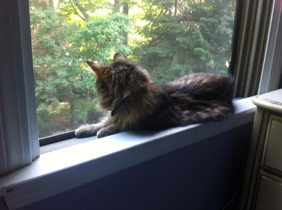 Meet Today's Adorable Cat Star