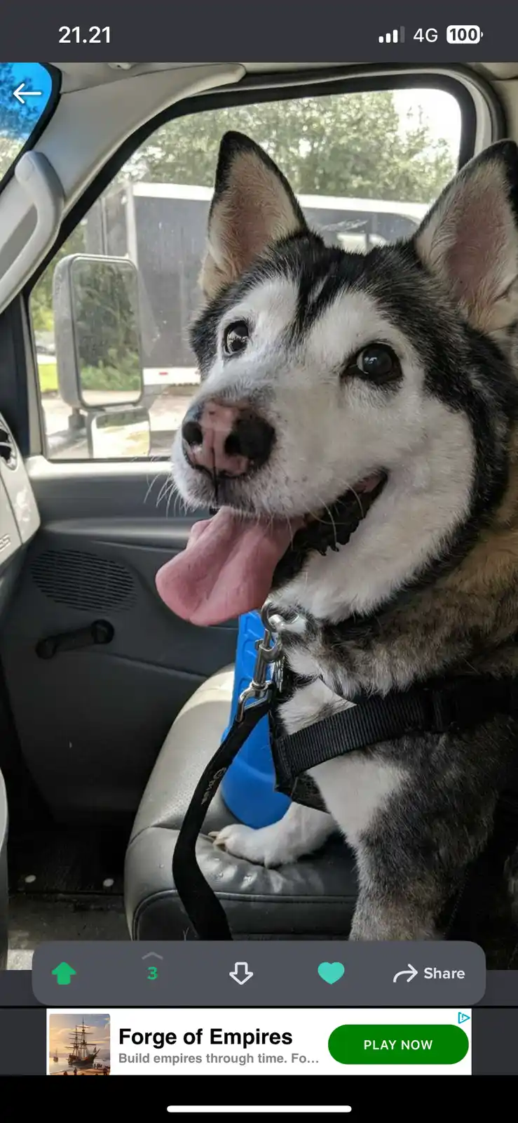 A close-up photo of a happy-looking husky dog sitting in the passenger seat of a car, tongue out, wearing a harness, with a…