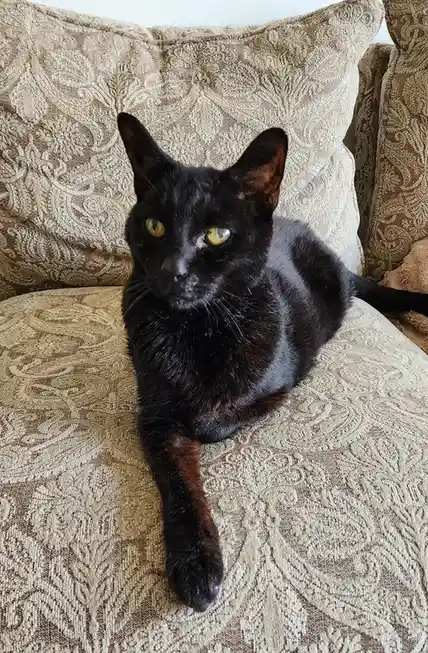 A black cat with yellow eyes is lounging on a patterned beige couch, looking directly at the camera. Its front left paw is…