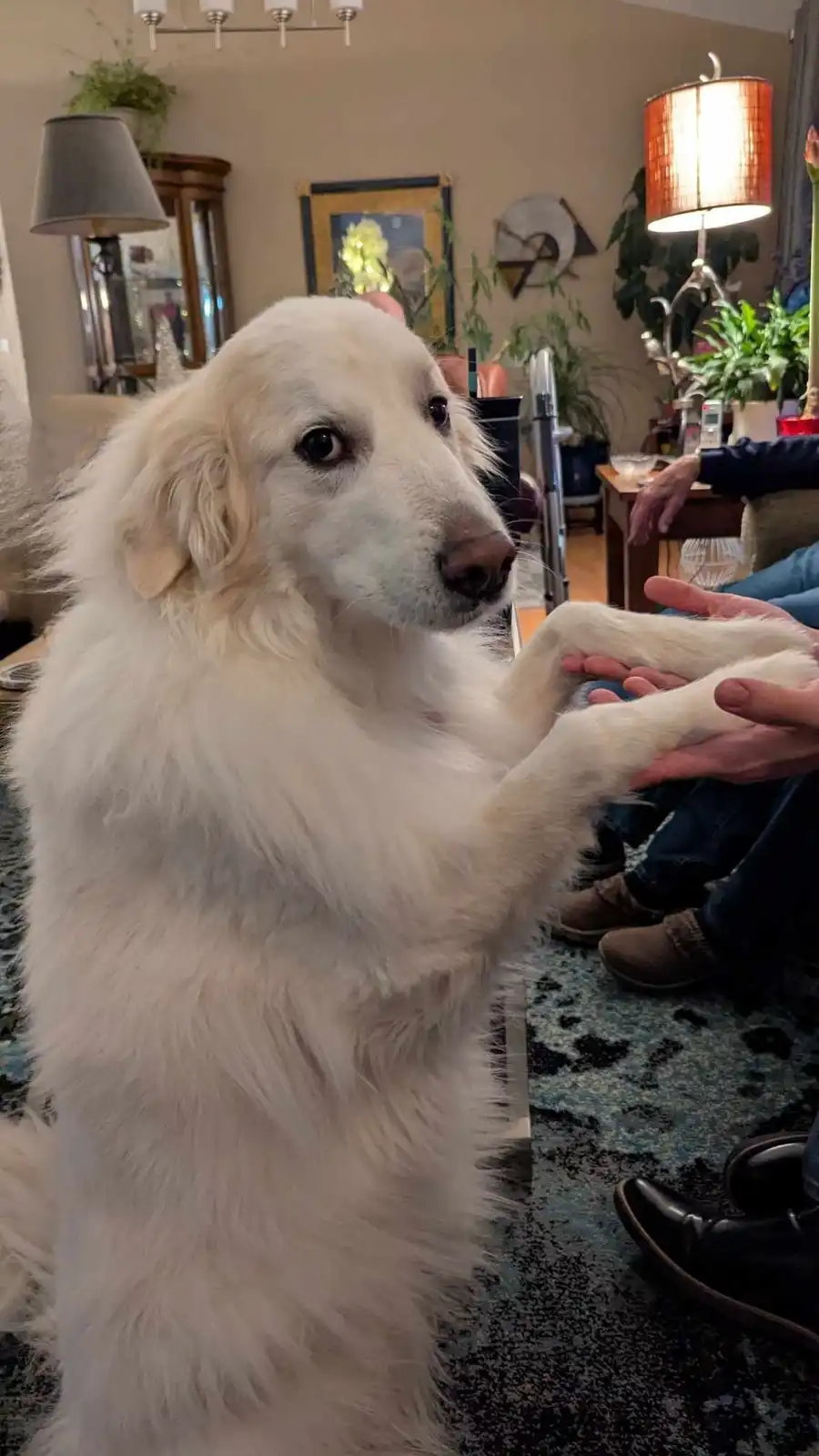 A fluffy white dog stands upright on its hind legs, front paws held gently by a person's hands, looking directly at the…