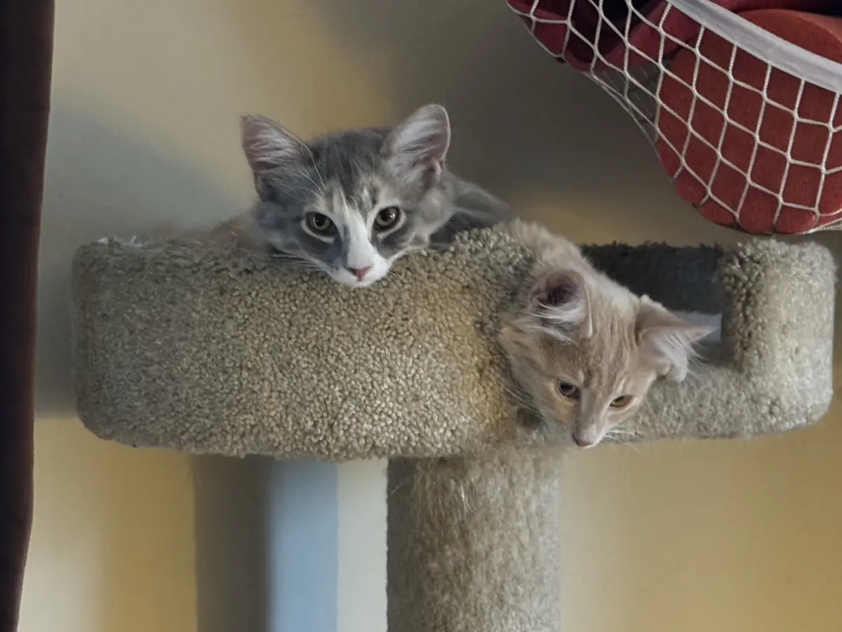 Two kittens are peeking over the edge of a beige carpeted cat tree perch. The kitten on the left is gray and white with…