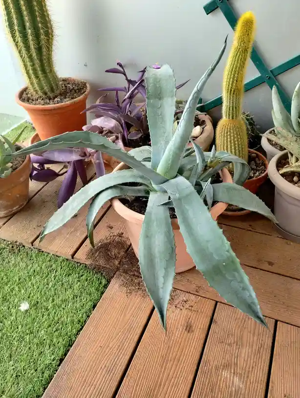 A large, spiky agave plant in a terracotta pot sits prominently on a wooden deck, surrounded by other potted succulents and…