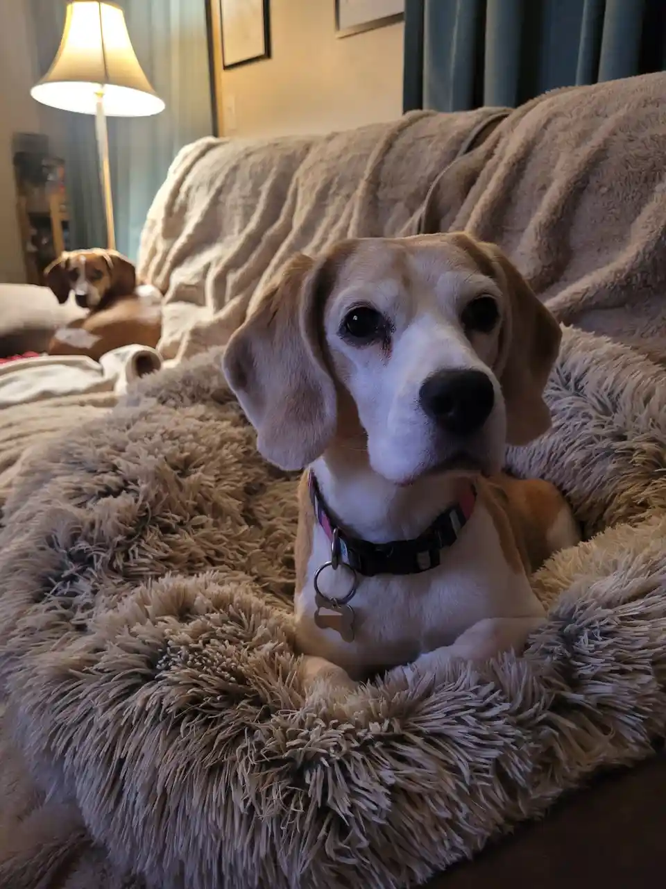 A beagle dog with large, soulful eyes and a black nose sits in the foreground on a fluffy, light brown blanket, looking…
