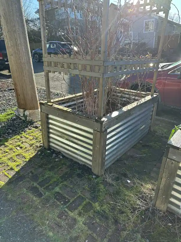A raised garden bed made of corrugated metal and wood, containing bare, dormant vines, sits on a mossy brick patio with cars…