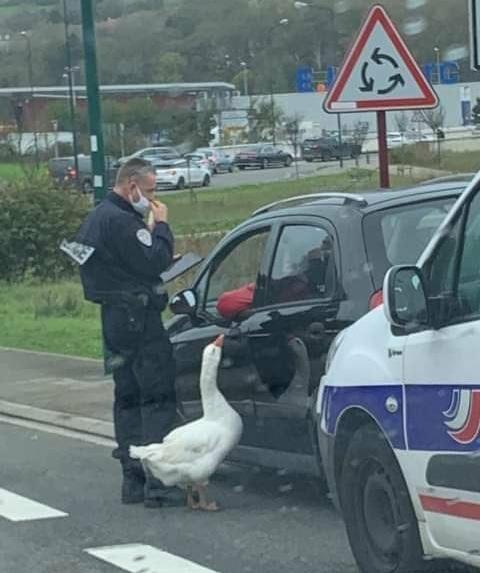 A police officer in uniform stands beside a black car with a white goose standing on the road near the driver's side door…