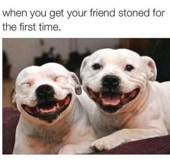Two white pit bull-type dogs are lying side-by-side on a dark red surface, both with wide, toothy grins and one winking. The…