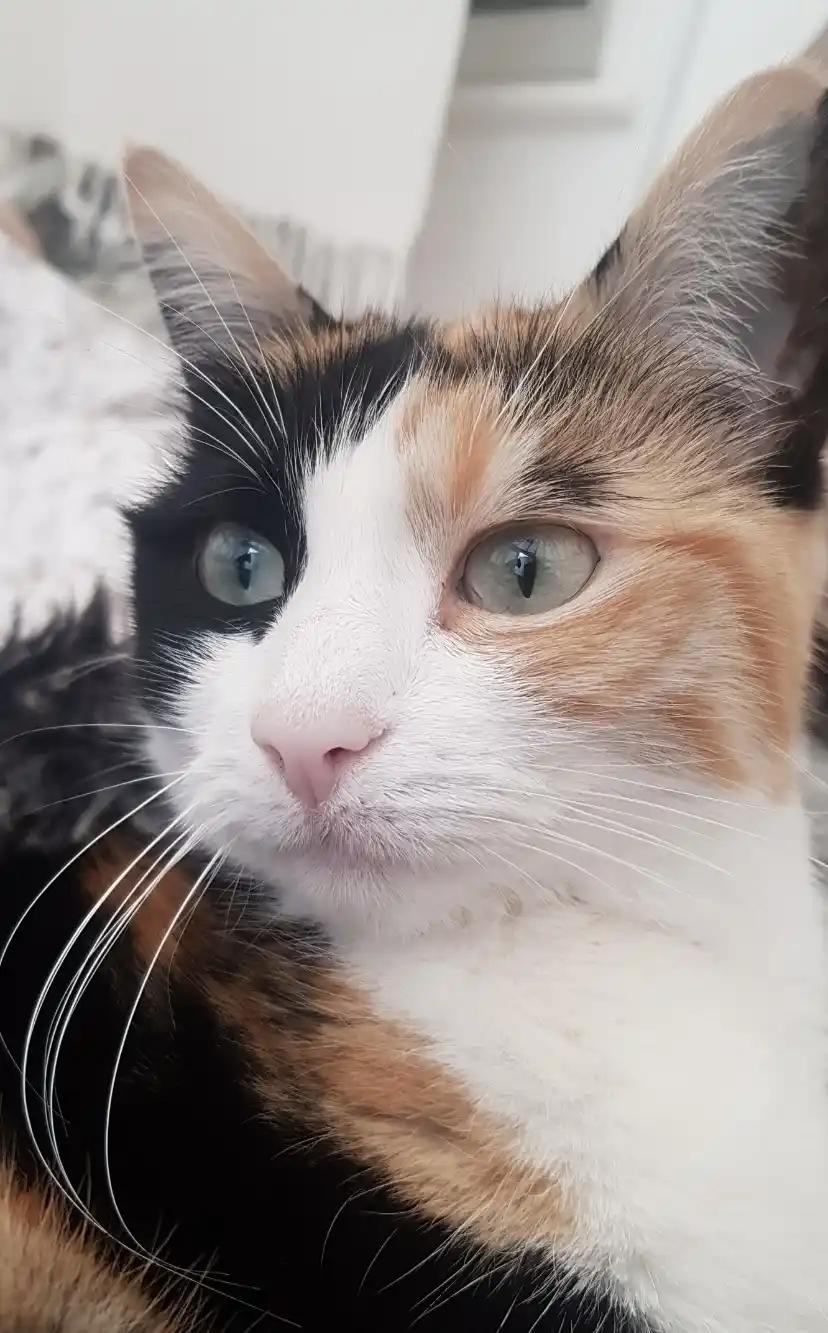 Rosie is here to steal your heart!