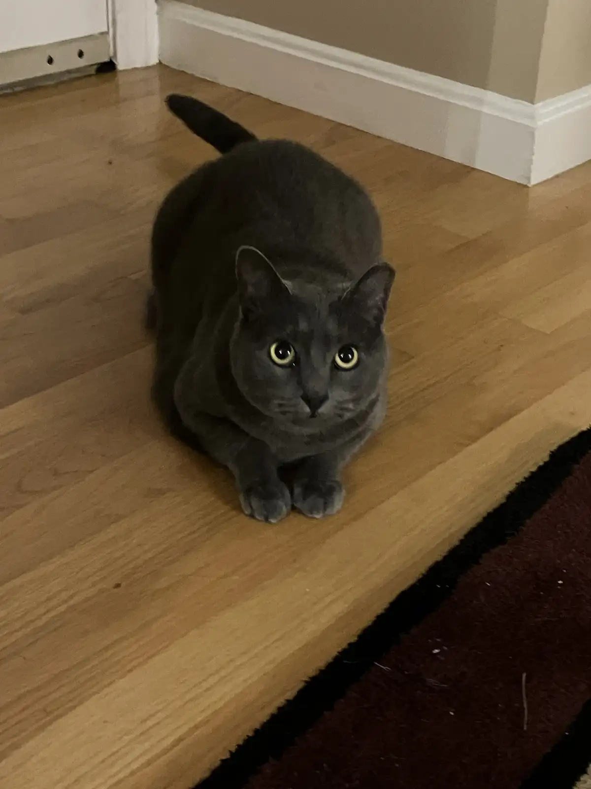 A solid gray cat with bright yellow eyes is crouched low on a light wooden floor, looking directly at the camera with an…