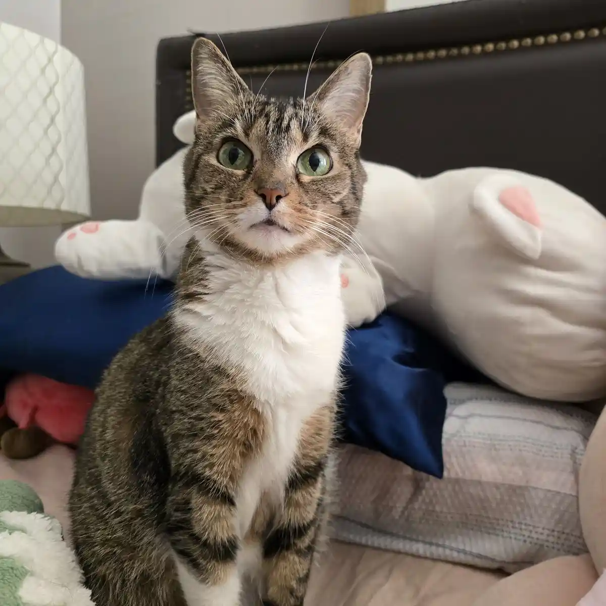 A tabby cat with a white chest sits upright on a bed, looking directly at the camera with wide, startled green eyes. Behind…