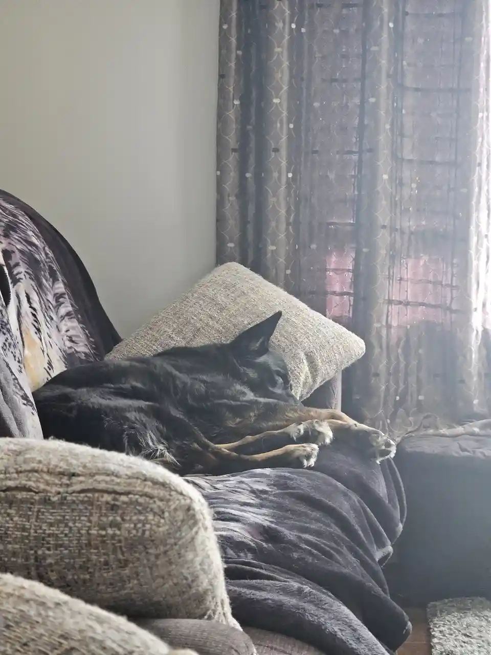 A black and tan dog is sleeping peacefully on a couch, curled up with its paws tucked under its body. The couch has a…