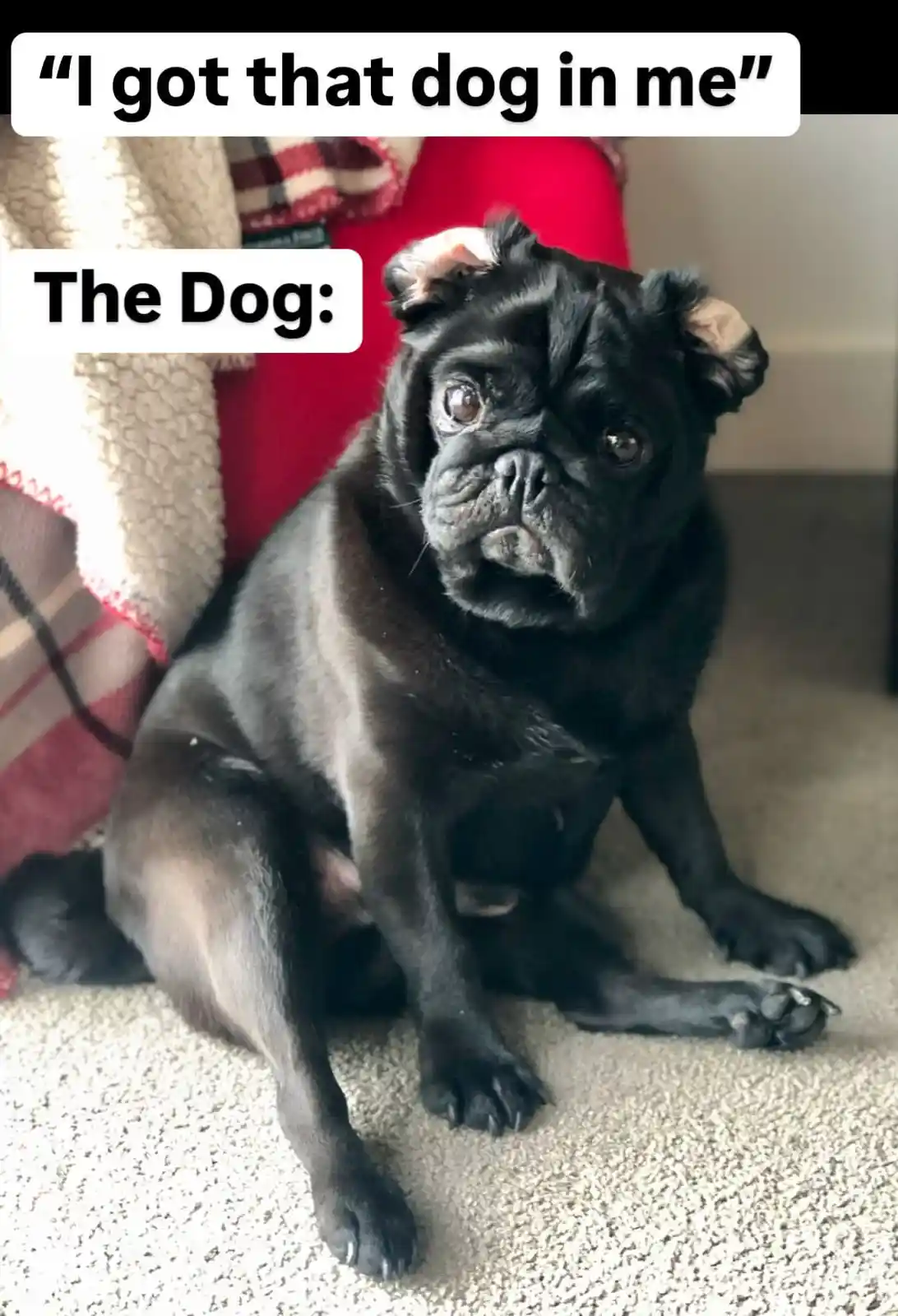 A black pug with large, expressive eyes sits on a beige carpet, looking directly at the camera with a slightly confused or…