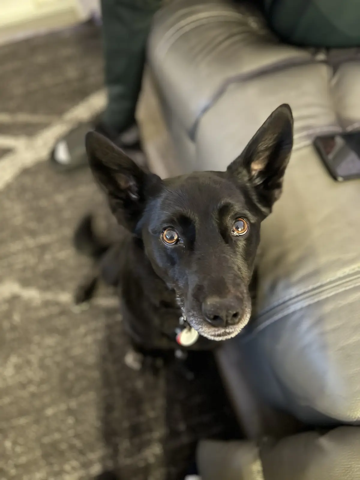 A black dog with large, pleading brown eyes looks up directly at the camera from a low angle, sitting on a patterned carpet…