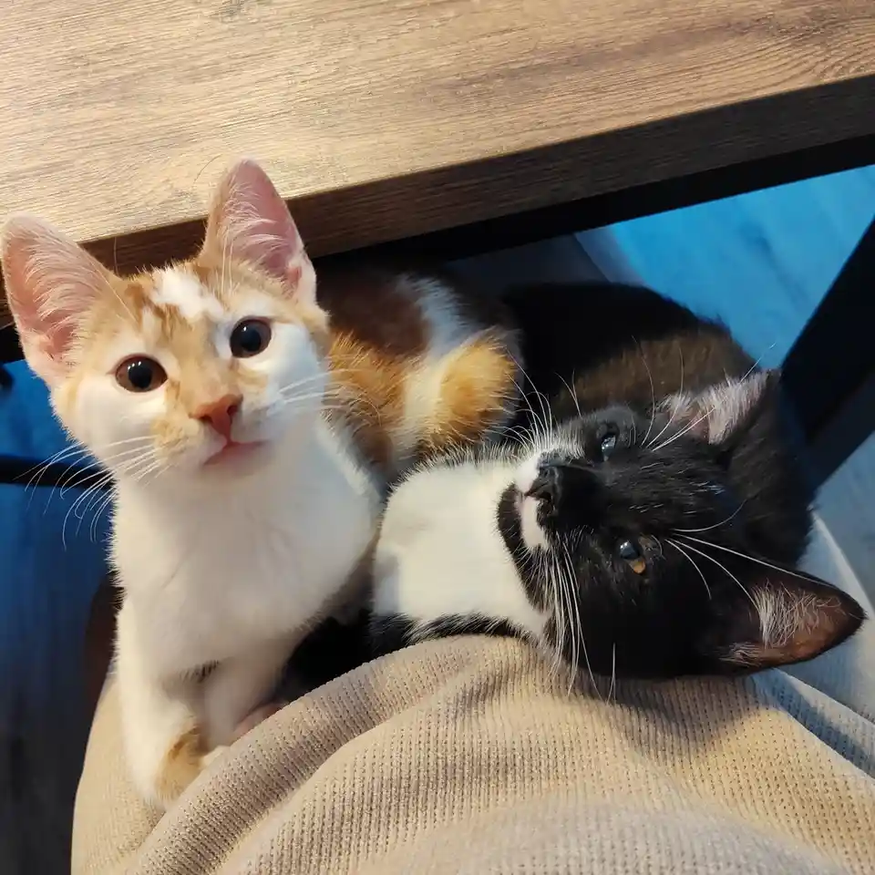 Two cats are snuggled together under a wooden table on a beige textured blanket. The cat on the left is orange and white…