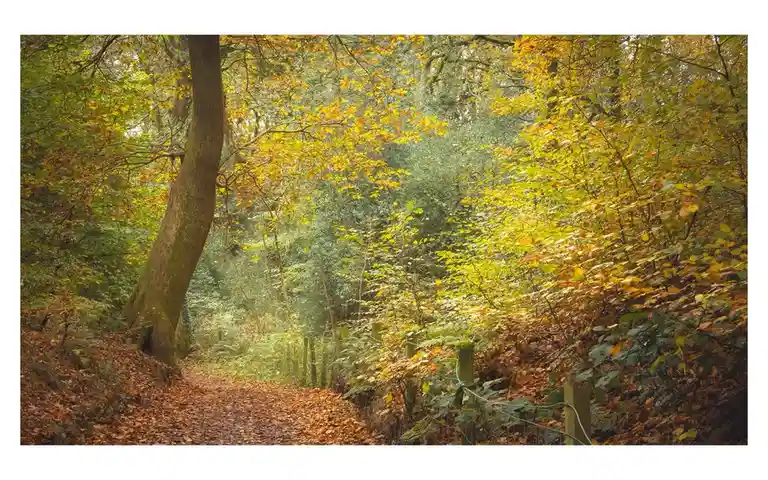 A serene autumn forest path covered in fallen leaves, flanked by trees with yellow and green foliage, under soft diffused…