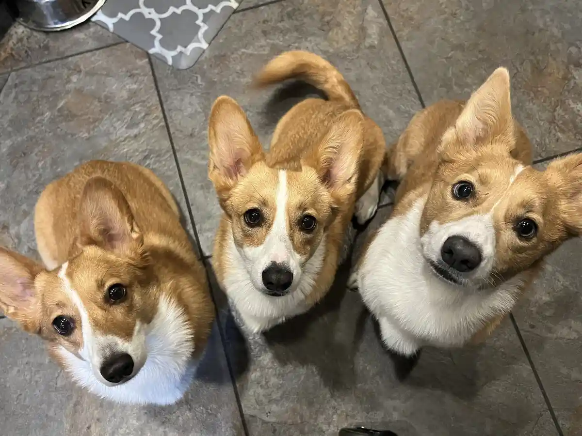 Three tan and white corgis look up expectantly at the camera from a tiled floor, their large eyes and perked ears conveying…