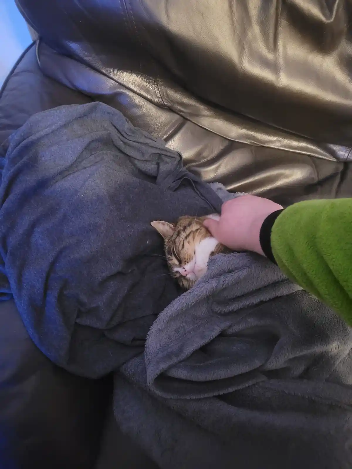 A tabby cat with white markings is curled up and sleeping peacefully on a grey blanket draped over a black leather couch. A…