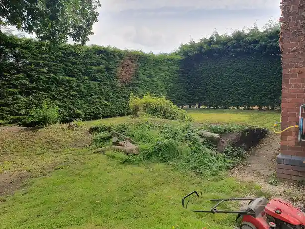A backyard scene shows a large, neatly trimmed hedge with a distinct brown patch, surrounded by grass, dirt, and tree…