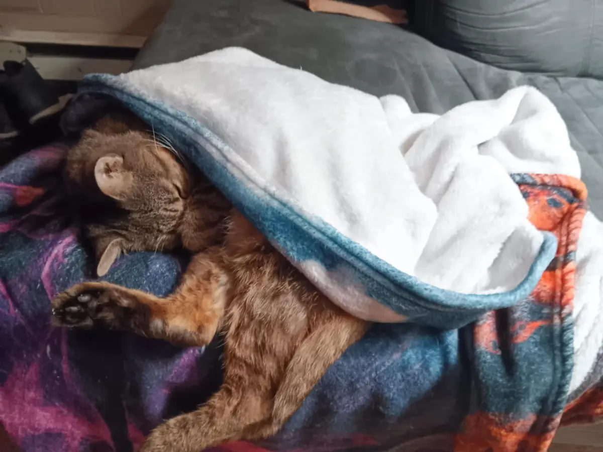 A brown tabby cat is sleeping soundly on a couch, curled up and mostly covered by a white and blue fleece blanket, with only…