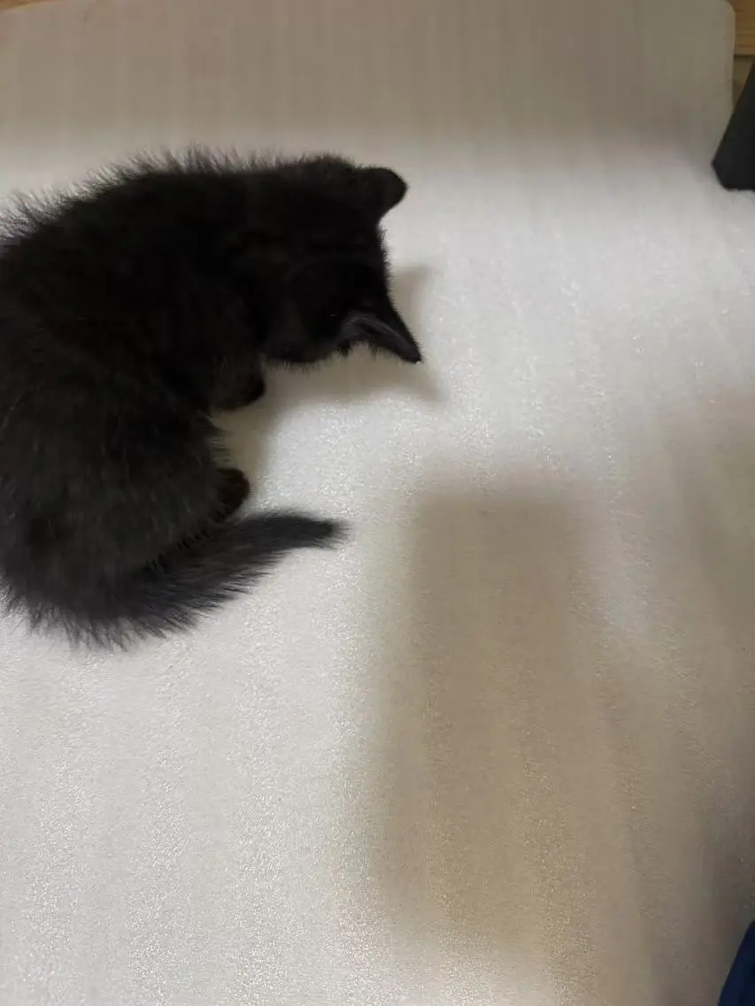 A small, fluffy black kitten is curled up and sleeping on a white, textured surface, possibly a blanket or foam mat. The…