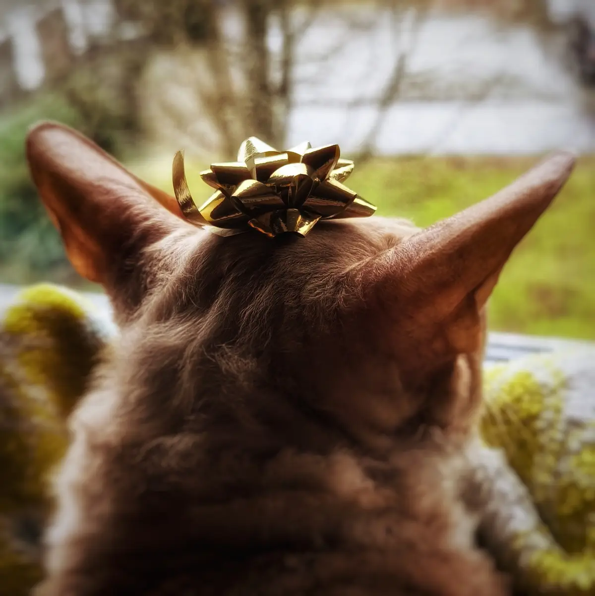 A close-up shot from behind a light brown cat sitting on a green and white knitted blanket, looking out a window. A shiny…