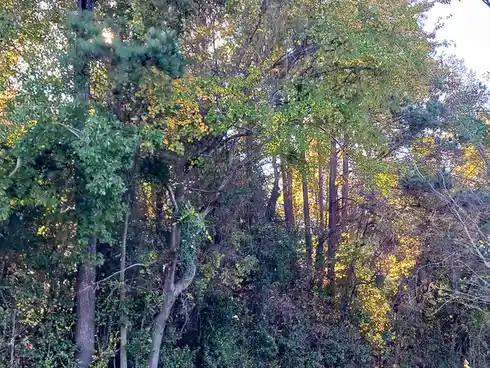 A photo of trees with green and yellow leaves illuminated by sunlight filtering through the branches. Overlaid text reads…