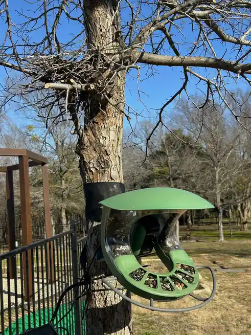 A green, curved bird feeder filled with seeds is mounted on a tree trunk with a black strap. Above it, a large, messy bird…