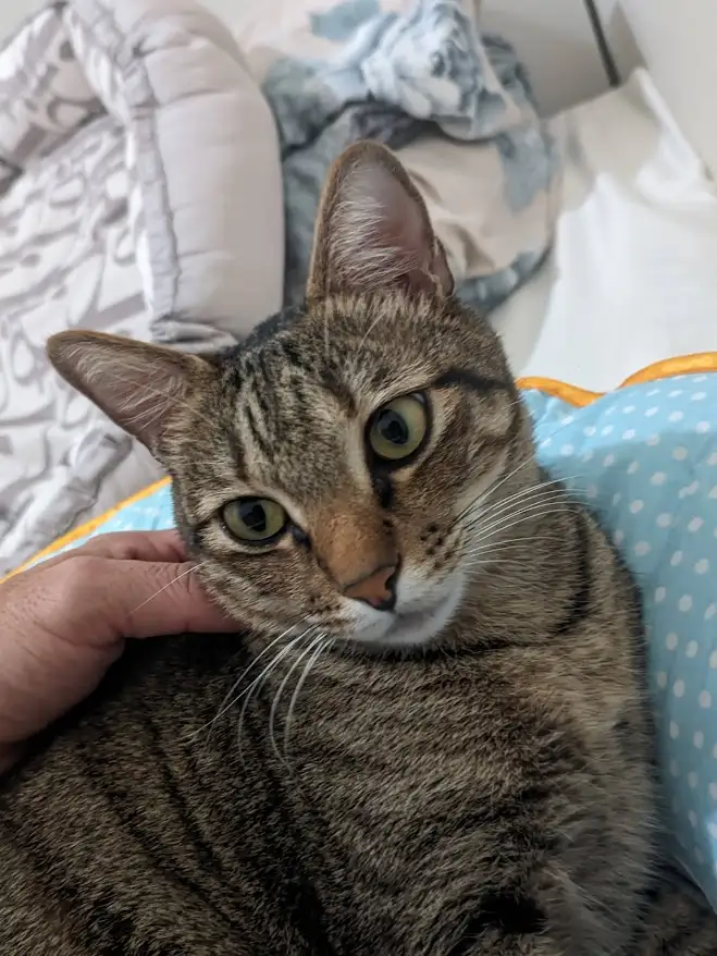 A tabby cat with wide, expressive green eyes stares directly at the camera while a human hand pets its cheek. The cat is…