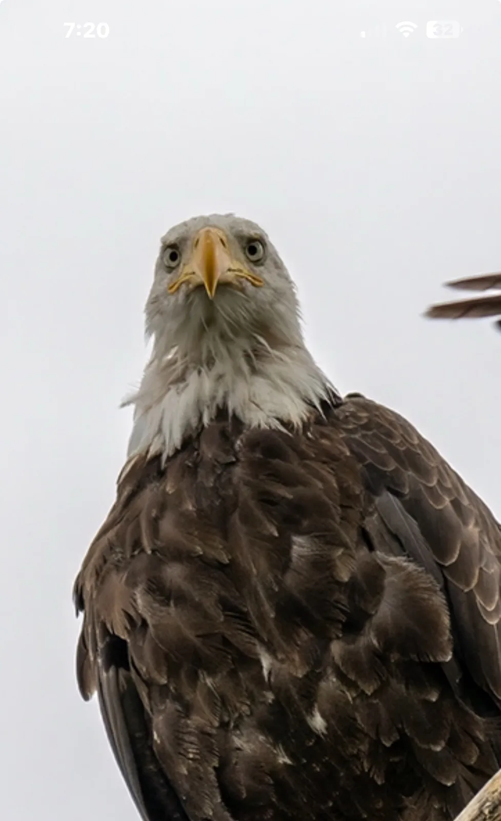 A close-up photo of a bald eagle looking directly at the camera with a serious expression, set against a plain gray sky. The…