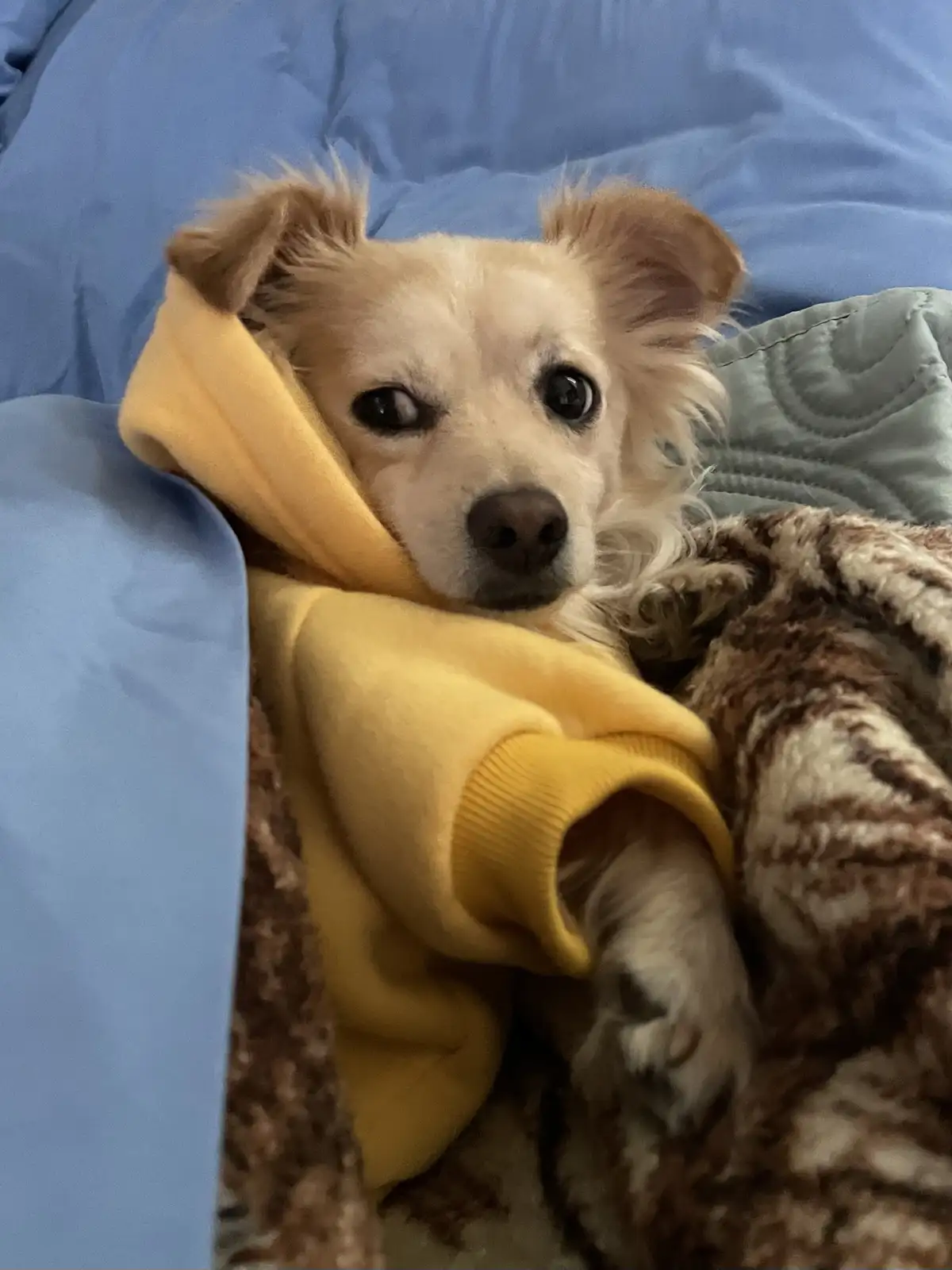A small, light-colored dog with large, expressive eyes is nestled in a yellow hoodie and a brown patterned blanket on a blue…