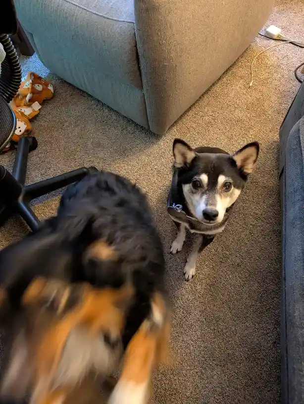 A black and white dog with alert ears sits calmly on a beige carpet, looking up at the camera with a slightly sad or…