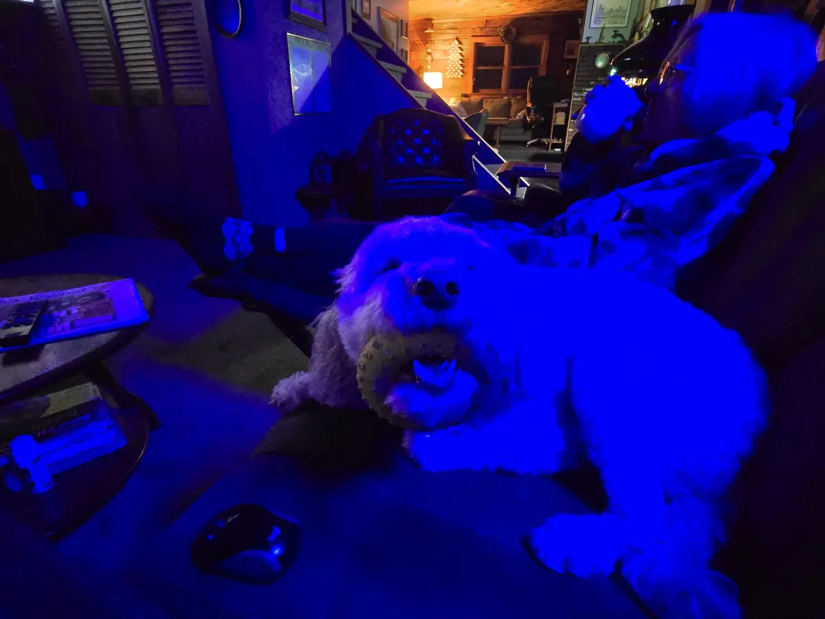 Meet the Adorable Blu Dog