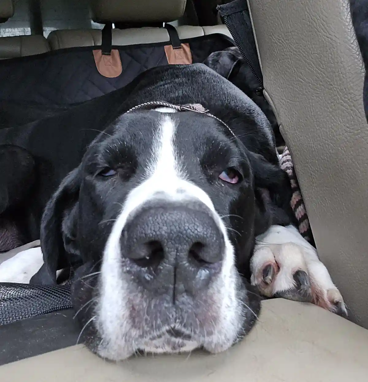 A black and white dog with a prominent white stripe down its face is lying on a car seat, its nose almost touching the…