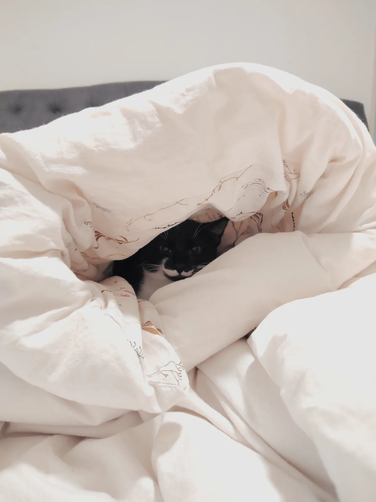 A black and white cat peeks out from under a rumpled white duvet with brown floral embroidery, its wide eyes staring…
