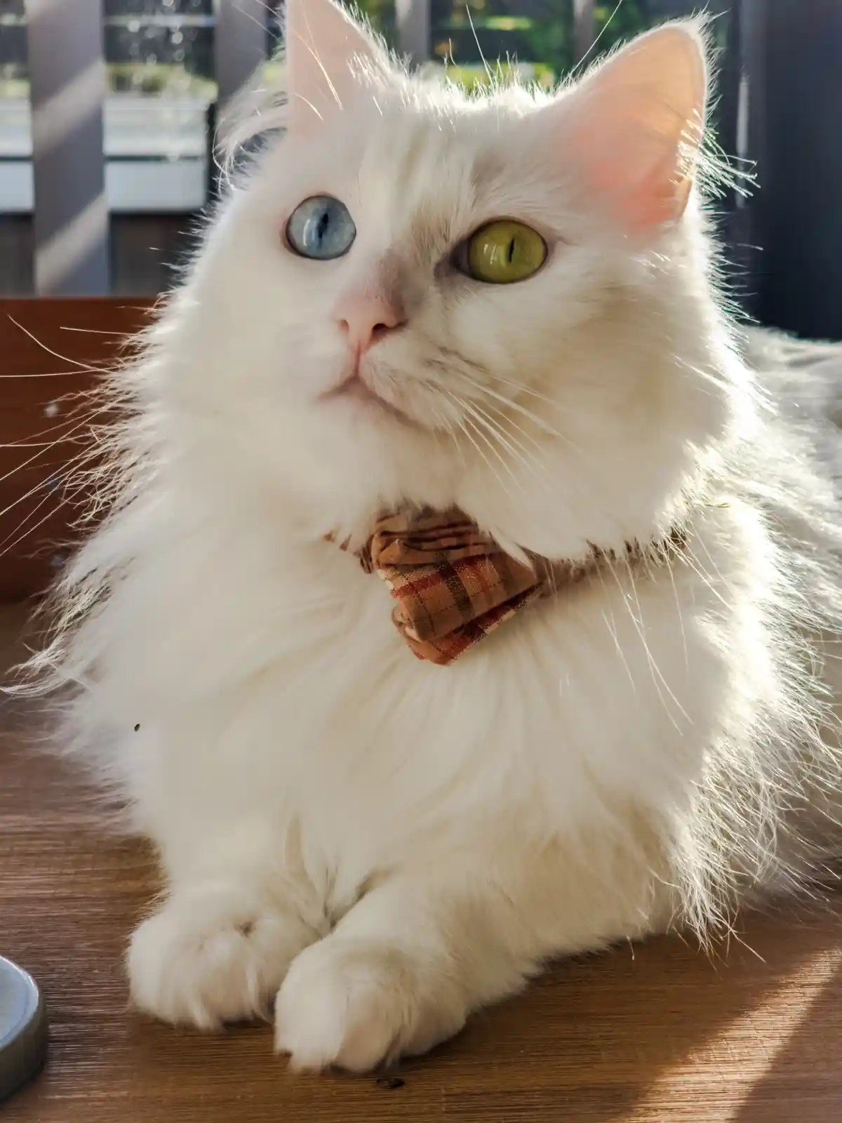 A fluffy white cat with one blue eye and one green eye sits on a wooden surface wearing a plaid bowtie, looking directly at…