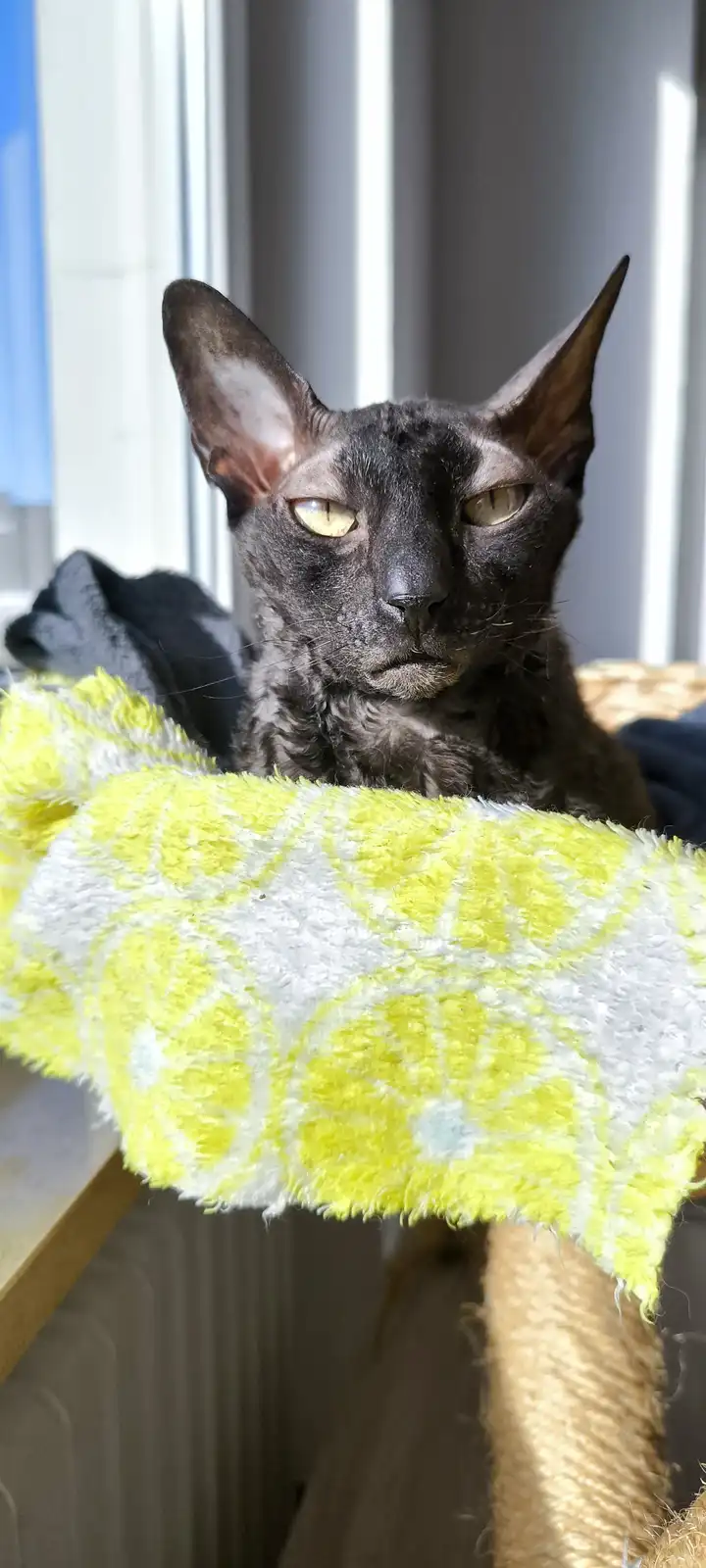 A dark grey, hairless cat with large pointed ears and yellow eyes stares intensely at the camera from behind a bright yellow…