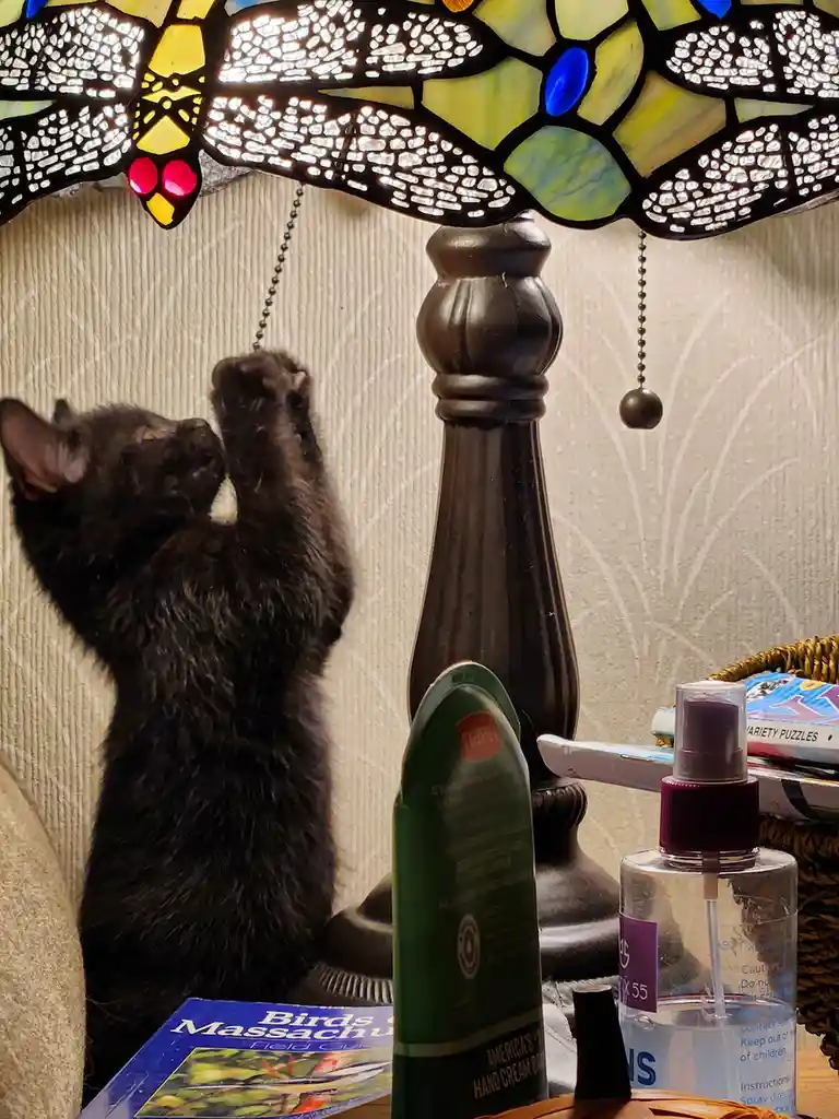 Watch this playful house panther cub having a blast with the lamp!