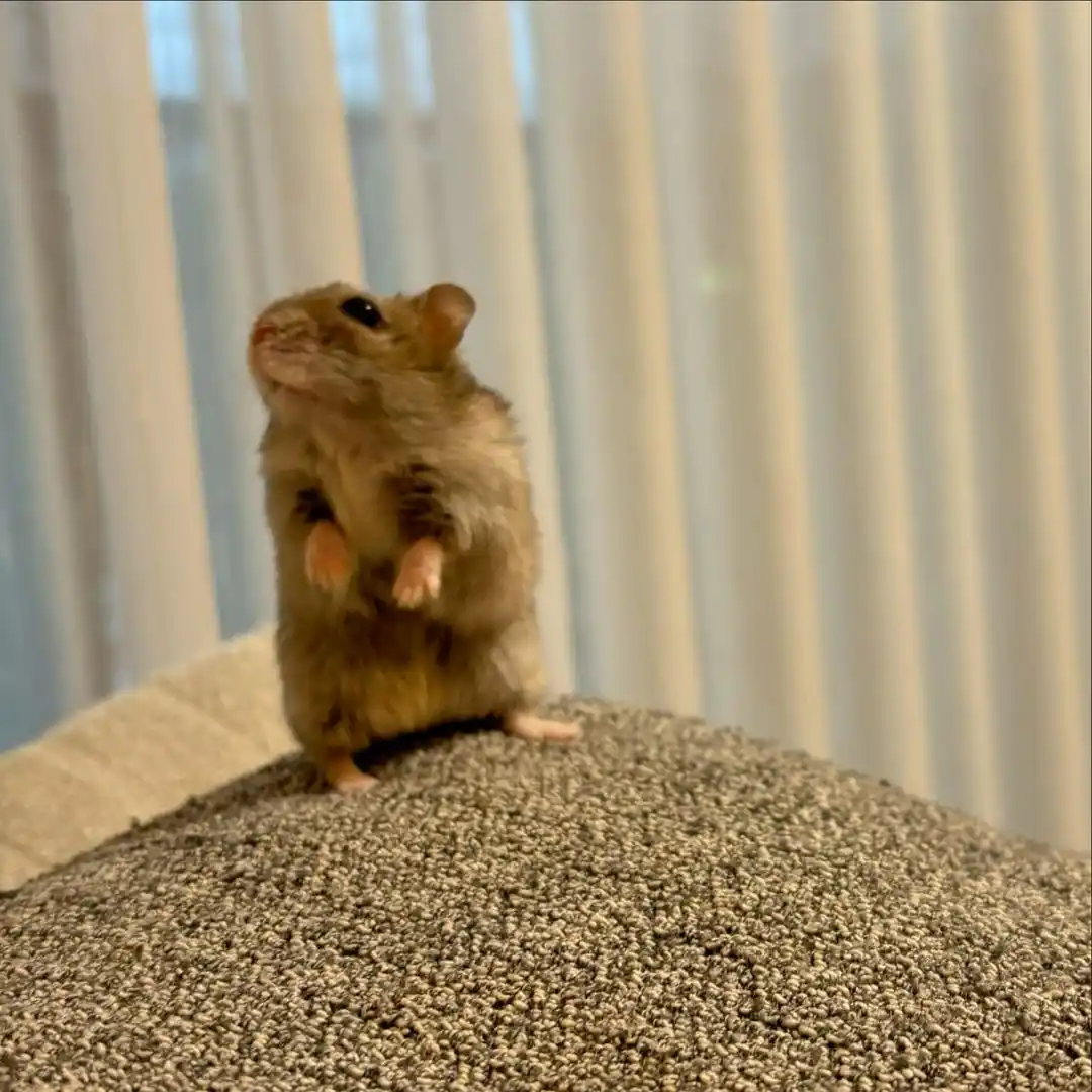 A small, brown hamster stands upright on a textured, grayish-beige surface, possibly a cushion or carpet, with its front…